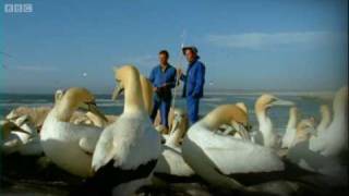 Epic Gannet Journeys  Animal Camera  BBC Earth [upl. by Hewart]