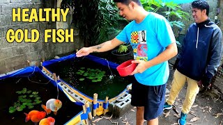 Healthy ranchu GOLDFISH in DIY box pond [upl. by Aillil]