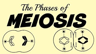 Phases of Meiosis simulation [upl. by Aenea95]