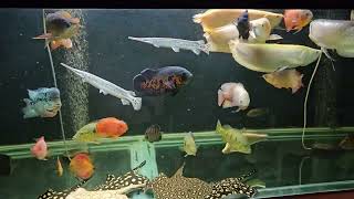 INDIGO PREDATORY COMM TANK UPDATE 12112024 [upl. by Spooner]