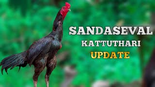 kattu tharai update sanda seval videokattu sevalvideo kattuseval sandakozhi sale [upl. by Solahcin]