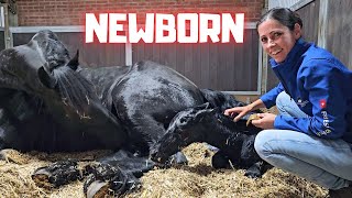 Welcome to the world newborn Yfke I have to help  This is very special  Friesian Horses [upl. by Veradia80]