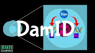 DamID  DNA Adenine Methyltransferase Identification [upl. by Namaan]