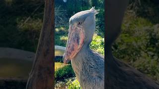 Shoebill sense science facts sciencefacts fact earth [upl. by Nitsrik456]