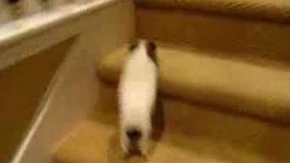 Guinea Pig Runs Up Stairs [upl. by Emorej]