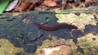 Velvet worm Onychophora on Pulau Ubin [upl. by Aseuqram247]