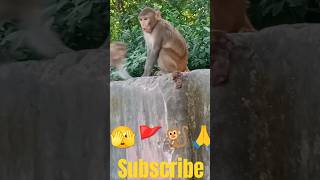 Kt jaye sankat inki saran m🐒🥹❤️ram jaishreeram shorts hanuman youtubeshorts vlog short viral [upl. by Den]