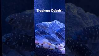 Duboisi Cichlid Tropheus Duboisi [upl. by Fredella]