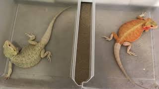 White and Orange Leatherback Bearded Dragons [upl. by Ketti]