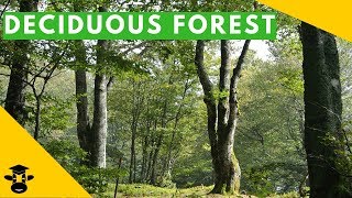 The temperate deciduous forest biome [upl. by Emmons]