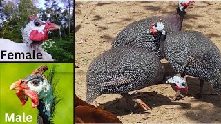 Male and Female Hen guinea fowl kaesi dikhti hai Difference between male and female Guinea Fowl [upl. by Yarled754]