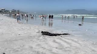 Big Bay Beachcapetownbeachesincapetowncapetownlochittoorammaithingstodoincapetownbigbaybeach [upl. by Hawkins]