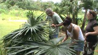 Preparing the palm leaves for the thatching the Hale roof [upl. by Eloisa]