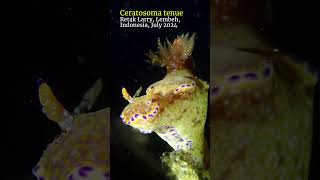 Ceratosoma nudibranch lembeh scubadiving [upl. by Goodman]