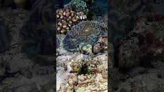 Рыба фугу scubadiving bali бали индонезия gopro travel nature indonesia [upl. by Akenom]