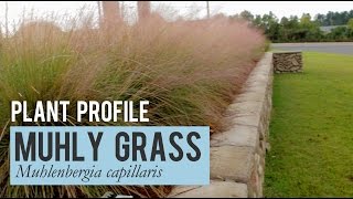 Muhly Grass Plant Profile [upl. by Rayford]