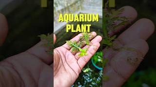 Hygrophila difformis shortvideo aquarium fish shortvideo hindi viralvideo sdaqua2381 [upl. by Aihtnic]