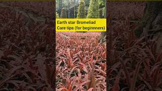 How to grow earth star plant for beginners Earth star bromeliad care [upl. by Guntar436]