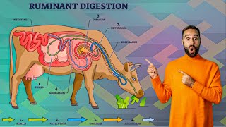 Ruminants digestive system Kaise hota hai animals me digestion 🔥 [upl. by Worthington601]