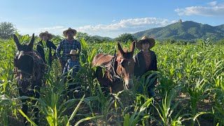 ASI TRAVAJAMOS EN LAS TIERRAS DE TEMPORAL CON EL ARADO AL ESTILO LOS RANCHRITOS DE SINALOA [upl. by Eelrac]