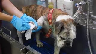 How to prevent bulldog skin amp skinfold infection with Dr Kraemer Vet4Bulldog therapeutic products [upl. by Luelle]