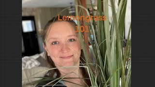 Lemongrass 101 [upl. by Hallam]