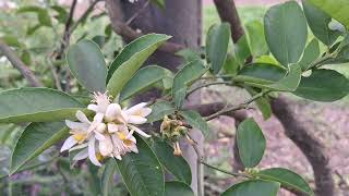 Consejos para tener un árbol de citricos lleno de frutos [upl. by Ettenhoj]