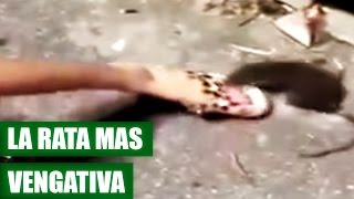 Rata Muerde a Joven por Patearla  VÍDEO VIRAL 2016 [upl. by Daffi329]