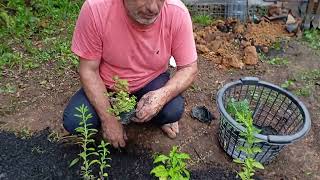 Plantando estévia🌿Anis manjericão verde e roxocanteirosplantandoadubandochacaráadubosnaturais [upl. by Mure375]