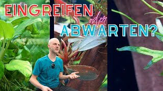 Mangelerscheinungen oder normale Eigenheiten Aquarienpflanzen verstehen [upl. by Fishman]