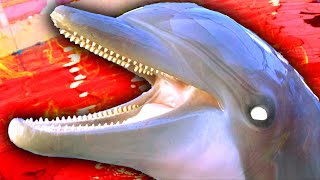 why Dolphins should go extinct [upl. by Templer]