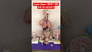 Human Spleen  प्लीहा । तिल्ली । splenomegaly shorts viralshort [upl. by Oicnevuj]