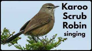 KAROO SCRUB ROBIN male singing [upl. by Nylanna742]