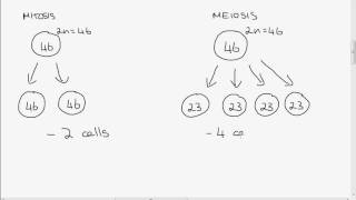 Leaving Cert Biology Mitosis vs Meiosis [upl. by Aisercal]