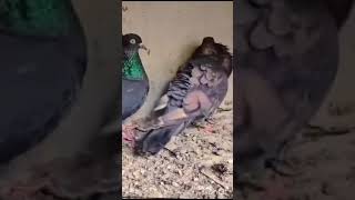 💫Pigeon mating dance🔥Tamilshortspets zone channel 💫birdspigeon [upl. by Yessac]