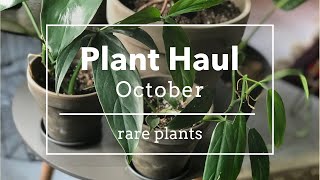 huge Plant Haul  rare amp cool plants  October [upl. by Ahsitil828]