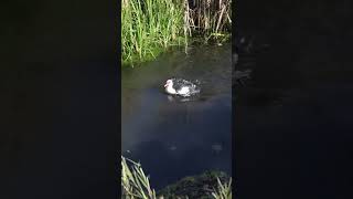 Llevando los patos al río Birdrature [upl. by Spring]