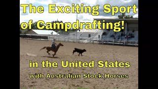 US National Campdraft Associations First Ever Event In Kiowa Colorado [upl. by Notyad]