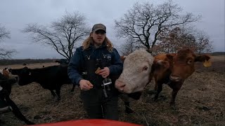 How to Rubber band Castrating bulls and some bad weather everything is frozen [upl. by Ainslee]