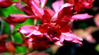 Aquarium Plants LUDWIGIA PALUSTRIS [upl. by Ramos]