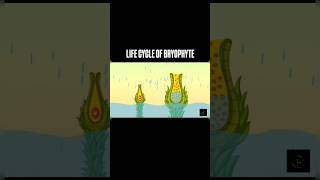 Life Cycle Of Bryophyte  viralvideo class11th bsc1styear neet plantkingdom bryophyta [upl. by Luapnhoj]