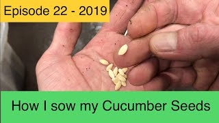 Sowing Cucumber Seeds  Crystal Apple amp Marketmore  Episode 22  2019 [upl. by Ajoop]