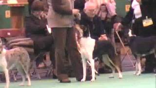 SMOOTH COLLIES CRUFTS 2007 JUDGE MRS ANN ARCH [upl. by Porett]