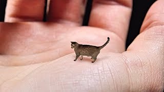 Worlds Smallest Cat  Cute Tiny and Mean [upl. by Flemming]