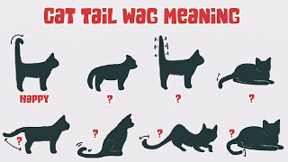 Cats Wagging their Tails and Cat Tail Language Explained [upl. by Aihtnis]