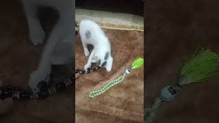 music explore song cat pets animalfunny zoo catlover [upl. by Debarath]