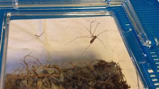 GIANT CELLAR SPIDER VS BLACK WIDOW BUG MMA [upl. by Elias322]