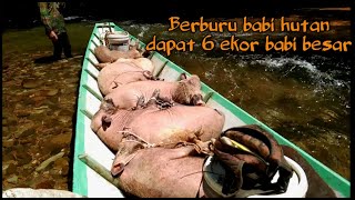 Berburu Babi hutan Dapat 6 ekor babi besar [upl. by Runkle591]