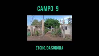 campo 9  Etchojoa Sonora [upl. by Aicek164]