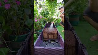 This soil is really hard Coconut brick soil soilimprovement soil compostingworms [upl. by Mora179]